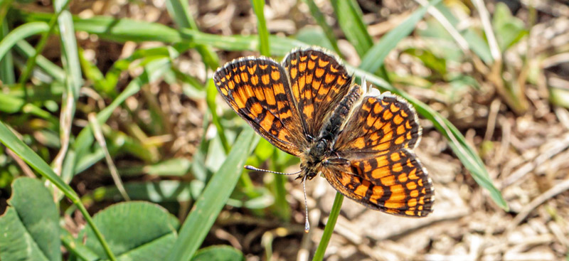 Sydvestlig Brun Pletvinge, Melitaea celadussa (Fruhstorfer, 1910) han. Valberg -Les Launes 1550 m., Parc de Mercantour, Alpes Maritimes d. 8 juli 2019. Fotograf; John S. Petersen