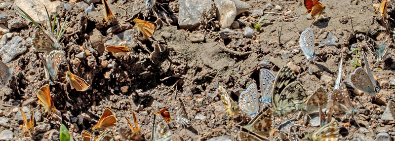 Mørkringet Bredpande, Pyrgus carthami. Valberg -Les Launes 1550 m., Parc de Mercantour, Alpes Maritimes d. 8 juli 2019. Fotograf; John S. Petersen
