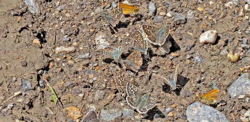 Mørkringet Bredpande, Pyrgus carthami. Valberg -Les Launes 1550 m., Parc de Mercantour, Alpes Maritimes d. 8 juli 2019. Fotograf; John S. Petersen