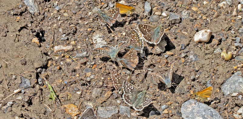 Mrkringet Bredpande, Pyrgus carthami. Valberg -Les Launes 1550 m., Parc de Mercantour, Alpes Maritimes d. 8 juli 2019. Fotograf; John S. Petersen