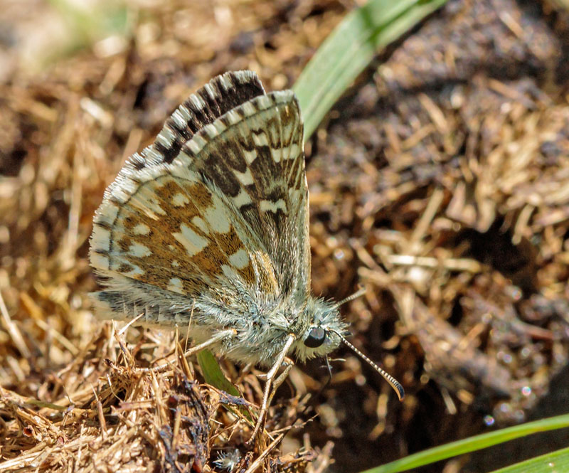 Mørkringet Bredpande, Pyrgus carthami. Valberg -Les Launes 1550 m., Parc de Mercantour, Alpes Maritimes d. 8 juli 2019. Fotograf; John S. Petersen