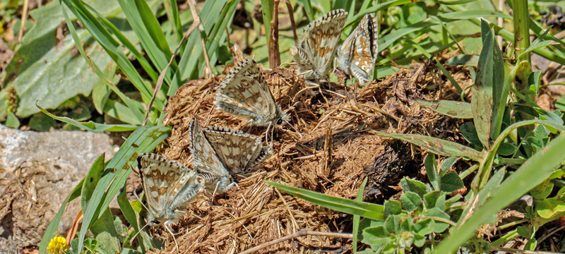 Mørkringet Bredpande, Pyrgus carthami. Valberg -Les Launes 1550 m., Parc de Mercantour, Alpes Maritimes d. 8 juli 2019. Fotograf; John S. Petersen