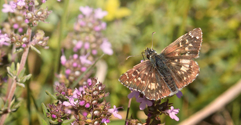 Vinkelbredpande, Pyrgus cirsii. Col de Vence, Alpes-Maritimes, Frankrig d. 11 maj 2019. Fotograf; Troells Melgaard