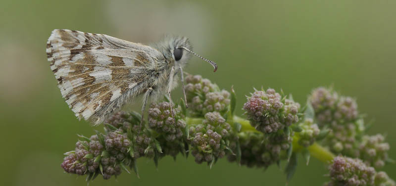 Vinkelbredpande, Pyrgus cirsii. Col de Vence 585 m., Alpes-Maritimes, Frankrig d. 18 maj 2019. Fotograf; Lars Andersen