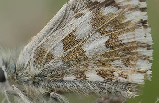 Vinkelbredpande, Pyrgus cirsii. Col de Vence 585 m., Alpes-Maritimes, Frankrig d. 18 maj 2019. Fotograf; Lars Andersen