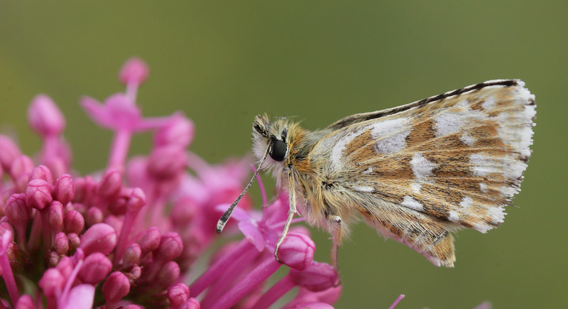 Rubinbredpande, Spialia sertorius hun. Col de Vence, Alpes-Maritimes, Frankrig d. 11 maj 2019. Fotograf; Lars Andersen