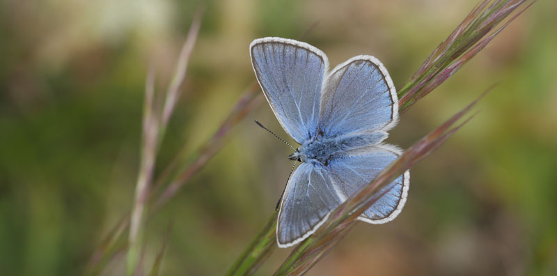 Isblåfugl, Polyommatus amandus. Cooursegoules 950 m., Alpes-Maritimes, Frankrig d. 20 maj 2019. Fotograf; Lars Andersen