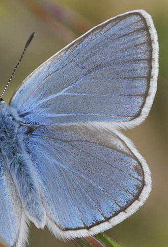 Isblåfugl, Polyommatus amandus. Cooursegoules 950 m., Alpes-Maritimes, Frankrig d. 20 maj 2019. Fotograf; Lars Andersen
