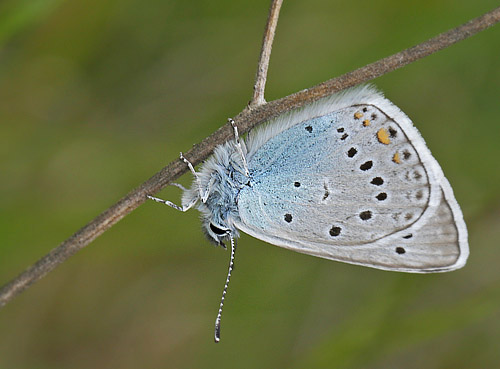 Isblåfugl, Polyommatus amandus. Cooursegoules 950 m., Alpes-Maritimes, Frankrig d. 20 maj 2019. Fotograf; Lars Andersen