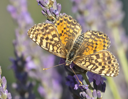 Rd Pletvinge, Melitaea didyma. Rimplas 1050 m., Parc de Mercantour, Alpes Maritimes d. 5 juli 2019. Fotograf; Knud Ellegaard