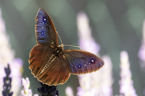 Mrk Satyr, Satyrus ferula. Rimplas 1050 m., Parc de Mercantour, Alpes Maritimes d. 5 juli 2019. Fotograf; Knud Ellegaard