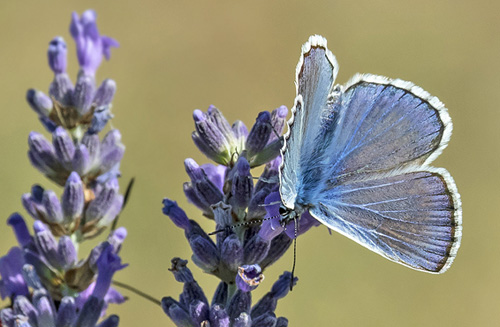 Eschers Blfugl, Polyommatus escheri han. Rimplas 1005m. Parc de Mercantour, Frankrig d. 5  juli 2019. Fotograf; Knud Ellegaard