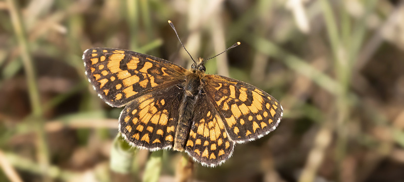 Engpletvinge, Melitaea parthenoides han. Rimplas 1050 m., Parc de Mercantour, Alpes Maritimes d. 5juli 2019. Fotograf; Knud Ellegaard