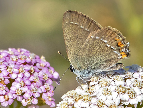 Lille Slensommerfugl, Satyrium acaciae. Rimplads, Parc de Mercantour, Alpes Maritimes d. 5 juli 2019. Fotograf; Knud Ellegaard