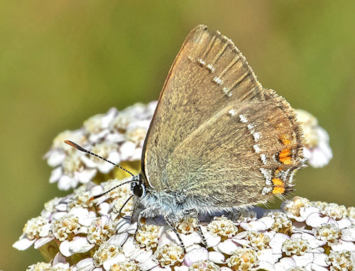 Lille Slensommerfugl, Satyrium acaciae. Rimplads, Parc de Mercantour, Alpes Maritimes d. 5 juli 2019. Fotograf; Knud Ellegaard