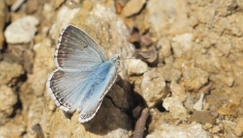 Provene Slvblfugl, Lysandra hispana.   Saint-Cassien Des Bois, Var, Frankrigi d. 9 maj 2019. Fotograf: Lars Andersen