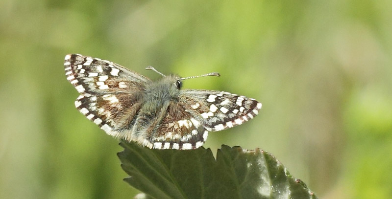 Sydlig Spttet Bredpande, Pyrgus malvoides.  Saint-Cassien Des Bois, Var, Frankrig d. 9 maj 2019. Fotograf: Lars Andersen