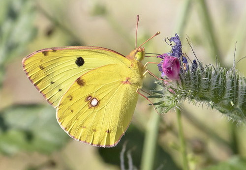 Sydlig Hsommerfugl, Colias alfacariensis. Rimplas 1050 m., Parc de Mercantour, Alpes Maritimes d. 5  juli 2019. Fotograf; Knud Ellegaard