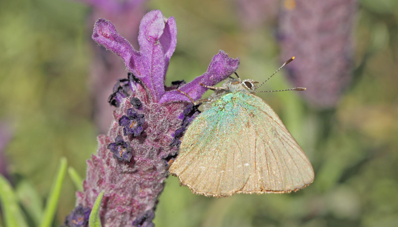 Grn Busksommerfugl, Callophrys rubi.   Saint-Cassien Des Bois, Var, Frankrigi d. 9 maj 2019. Fotograf: Lars Andersen