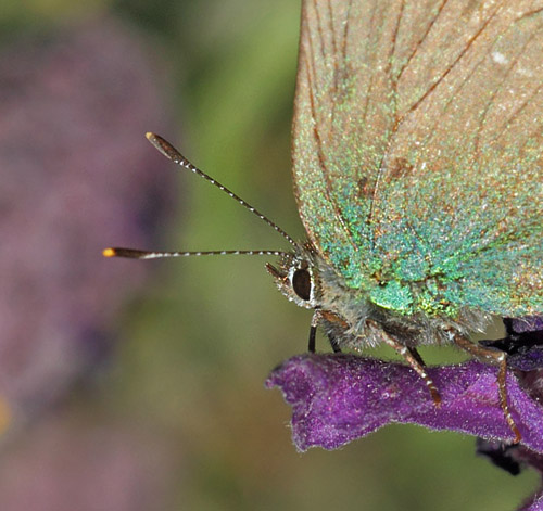 Grn Busksommerfugl, Callophrys rubi.   Saint-Cassien Des Bois, Var, Frankrigi d. 9 maj 2019. Fotograf: Lars Andersen