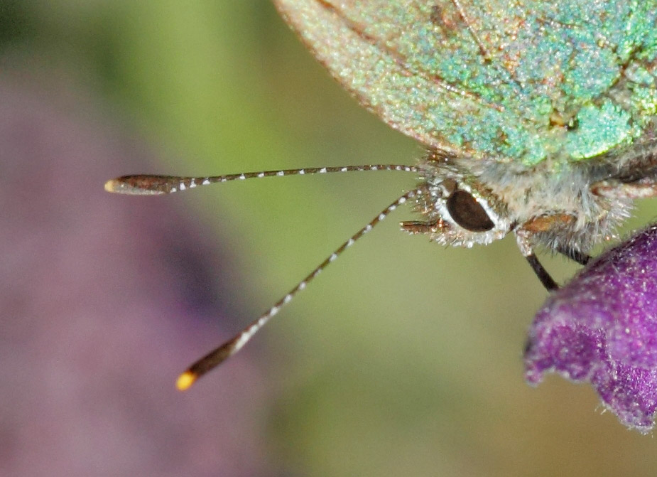 Grn Busksommerfugl, Callophrys rubi.   Saint-Cassien Des Bois, Var, Frankrigi d. 9 maj 2019. Fotograf: Lars Andersen