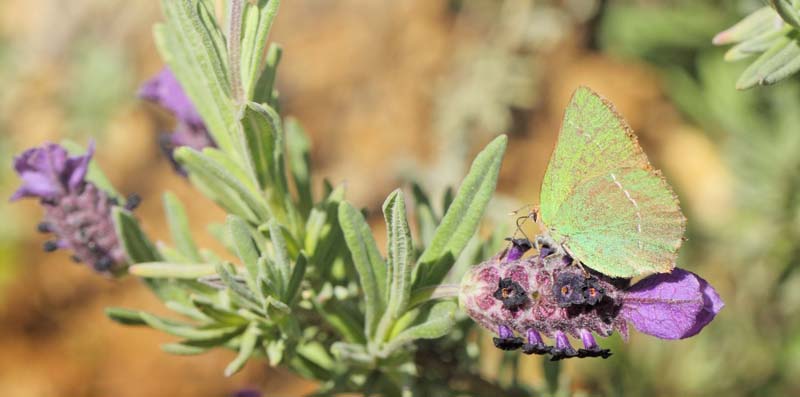 Sydlig Grn Busksommerfugl, Callophrys avis.   Saint-Cassien Des Bois, Var, Frankrigi d. 9 maj 2019. Fotograf: Lars Andersen