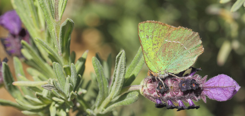 Sydlig Grn Busksommerfugl, Callophrys avis.   Saint-Cassien Des Bois, Var, Frankrigi d. 9 maj 2019. Fotograf: Lars Andersen