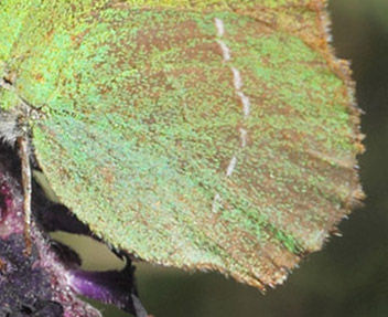 Sydlig Grn Busksommerfugl, Callophrys avis.   Saint-Cassien Des Bois, Var, Frankrigi d. 9 maj 2019. Fotograf: Lars Andersen