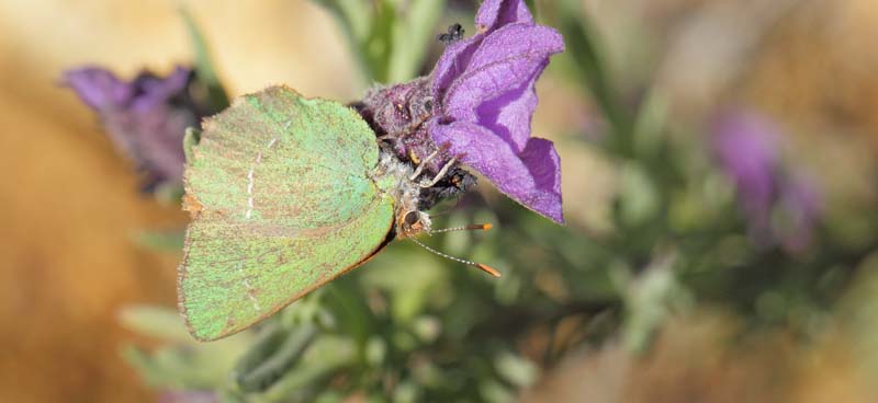 Sydlig Grn Busksommerfugl, Callophrys avis.   Saint-Cassien Des Bois, Var, Frankrigi d. 9 maj 2019. Fotograf: Lars Andersen