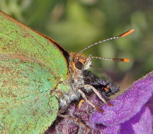 Sydlig Grn Busksommerfugl, Callophrys avis.   Saint-Cassien Des Bois, Var, Frankrigi d. 9 maj 2019. Fotograf: Lars Andersen