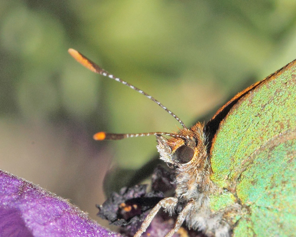 Sydlig Grøn Busksommerfugl, Callophrys avis. Saint-Cassien Des Bois, Var, Frankrigi d. 9 maj 2019. Fotograf: Lars Andersen