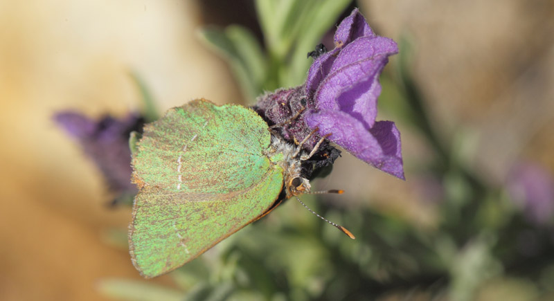 Sydlig Grn Busksommerfugl, Callophrys avis.   Saint-Cassien Des Bois, Var, Frankrigi d. 9 maj 2019. Fotograf: Lars Andersen