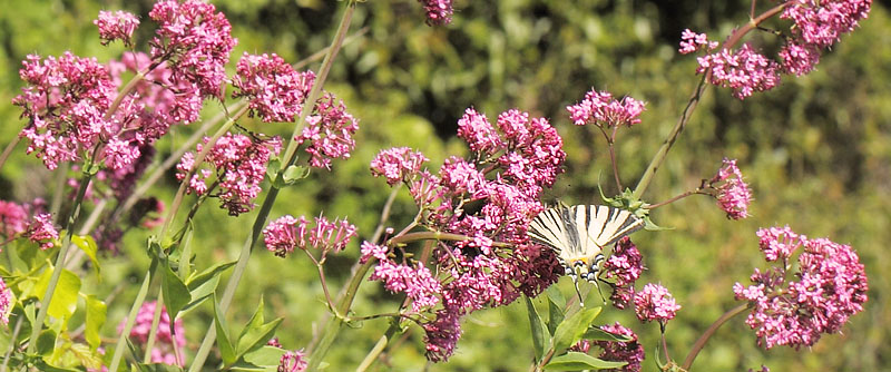 Sydeuropisk Svalehale, Iphiclides podalirius. Saint-Cassien Des Bois, Var, Frankrig d. 9 maj 2019. Fotograf: Lars Andersen