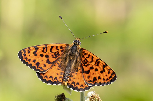 Rd Pletvinge, Melitaea didyma. Rimplas 1050 m., Parc de Mercantour, Alpes Maritimes d. 5 juli 2019. Fotograf; Knud Ellegaard