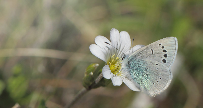 Klverblfugl, Glaucopsyche alexis han. Col de Vence, Alpes-Maritimes, Frankrig d. 9 maj 2019. Fotograf; Lars Andersen