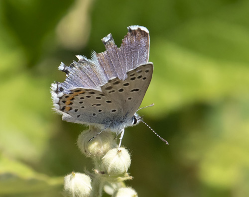 Timianblfugl, Pseudophilotes baton. Rimplas, Parc de Mercantour, Alpes-Maritimes, Frankrig d. 5 juli 2019. Fotograf; Knud Ellegaard