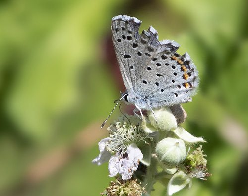 Timianblfugl, Pseudophilotes baton. Rimplas, Parc de Mercantour, Alpes-Maritimes, Frankrig d. 5 juli 2019. Fotograf; Knud Ellegaard