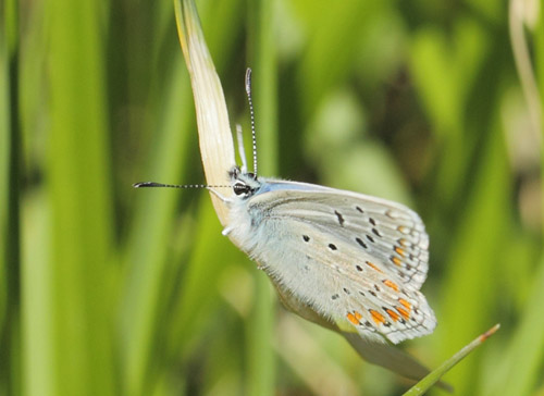 Esparsette Blfugl, Polyommatus thersites. Col de Vence, Alps-Maritime, Frankrig d. 9 maj 2019. Fotograf; Lars Andersen