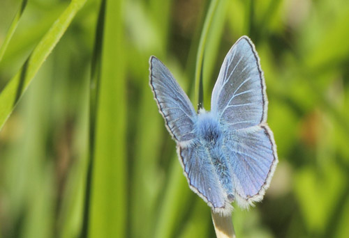 Esparsette Blfugl, Polyommatus thersites. Col de Vence, Alps-Maritime, Frankrig d. 9 maj 2019. Fotograf; Lars Andersen