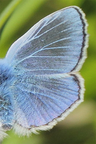 Esparsette Blåfugl, Polyommatus thersites. Col de Vence, Alps-Maritime, Frankrig d. 9 maj 2019. Fotograf; Lars Andersen