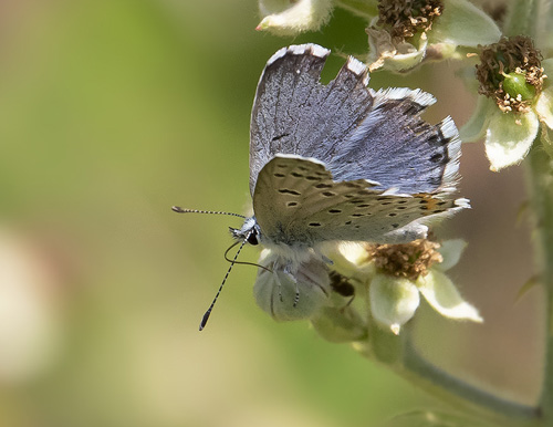 Timianblfugl, Pseudophilotes baton. Rimplas, Parc de Mercantour, Alpes-Maritimes, Frankrig d. 5 juli 2019. Fotograf; Knud Ellegaard