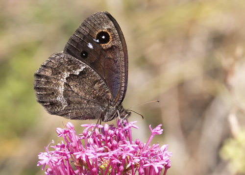 Mrk Satyr, Satyrus ferula. Rimplas 1050 m., Parc de Mercantour, Alpes Maritimes d. 5 juli 2019. Fotograf; Knud Ellegaard