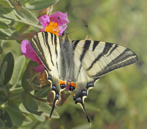 Sydeuropisk Svalehale, Iphiclides podalirius. Vallon du Bruguet, Frankrig d. 10 maj 2019. Fotograf; Lars Andersen