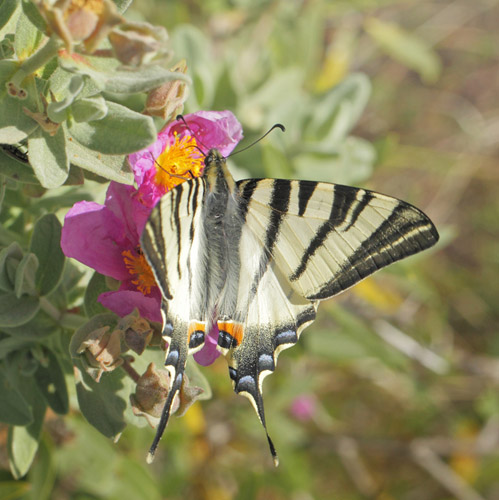 Sydeuropisk Svalehale, Iphiclides podalirius. Vallon du Bruguet, Frankrig d. 10 maj 2019. Fotograf; Lars Andersen