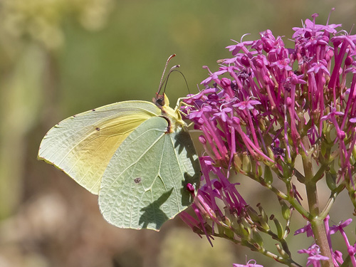 Orange Citronsommerfugl, Gonepteryx cleopatra han. Rimplas, Alpes -Maritimes, Frankrig d. 5 juli 2019. Fotograf; Knud Ellegaard