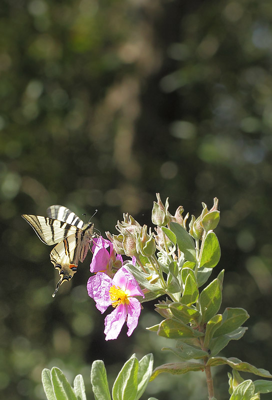 Sydeuropisk Svalehale, Iphiclides podalirius. Vallon du Bruguet, Frankrig d. 10 maj 2019. Fotograf; Lars Andersen