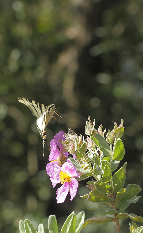 Sydeuropisk Svalehale, Iphiclides podalirius. Vallon du Bruguet, Frankrig d. 10 maj 2019. Fotograf; Lars Andersen