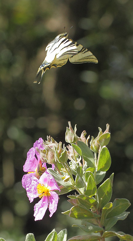 Sydeuropisk Svalehale, Iphiclides podalirius. Vallon du Bruguet, Frankrig d. 10 maj 2019. Fotograf; Lars Andersen