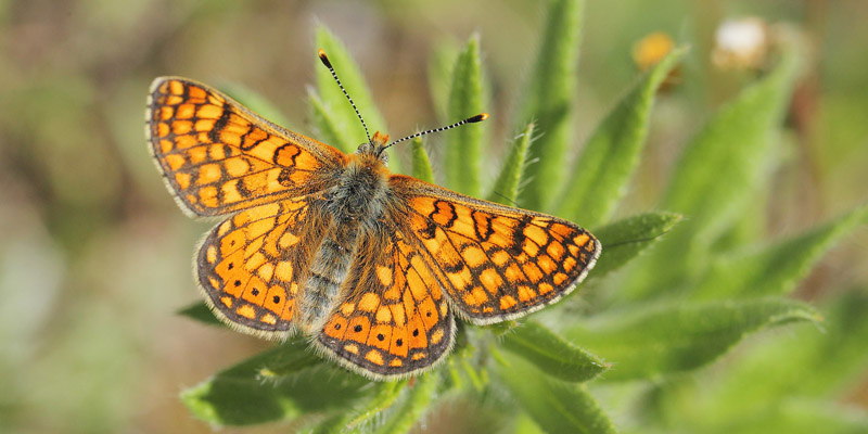 Hedepletvinge, Euphrydryas aurinia han. Col de Vence, Alpes-Maritimes, Frankrig d. 10 maj 2019. Fotograf; Lars Andersen