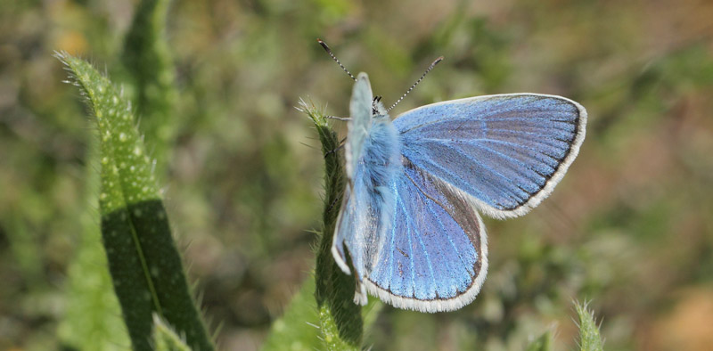 Hvidrandet Blfugl, Polyommatus dorylas. Col de Vence, Alps-Maritime, Frankrig d. 10  maj 2019. Fotograf; Lars Andersen